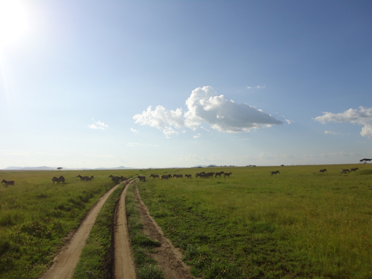 "Serengeti" - the endless plains